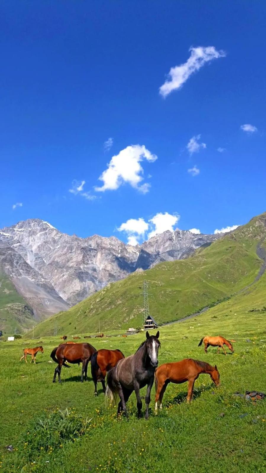 Mountain Flower Cottage Kazbegi Εξωτερικό φωτογραφία